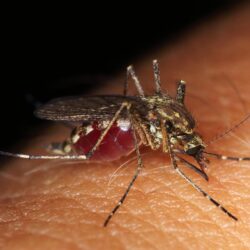 ये 4 चीज़ें कर देंगी डेंगू का सफाया Dengue cure in Hindi