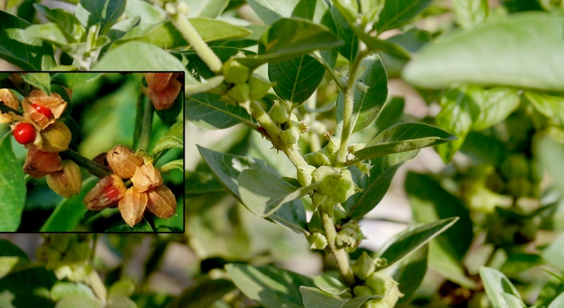 अश्वगंधा का पौधा 