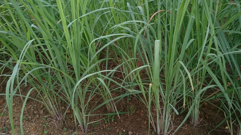 नींबू घास lemon grass