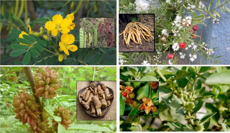 medicinal plants of plains