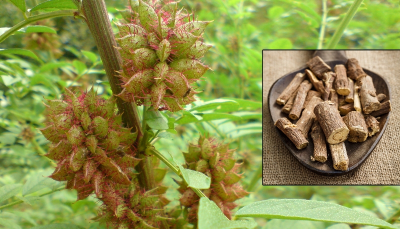 मुलेठी का पौधा 