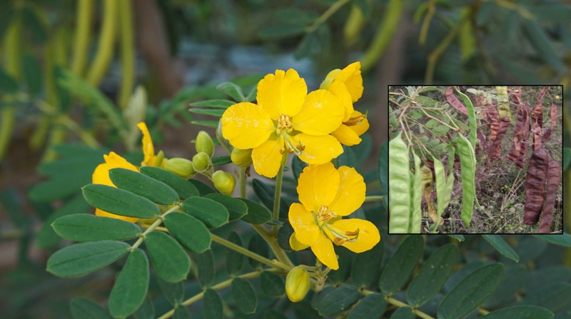 सनाय का पौधा 