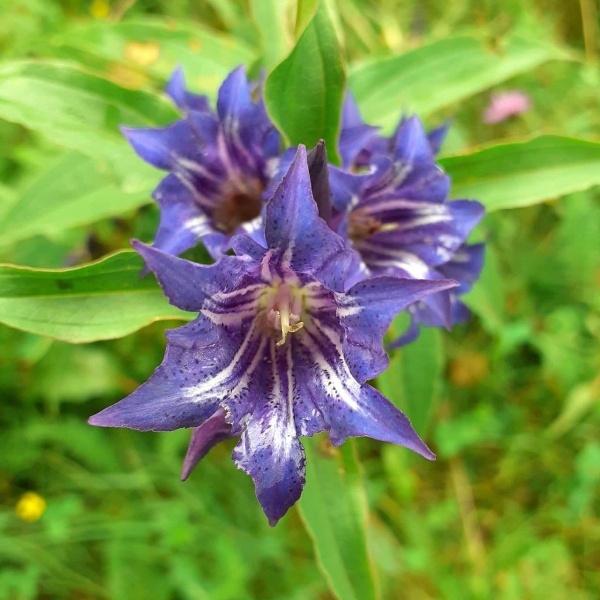 चिरायता का पौधा 