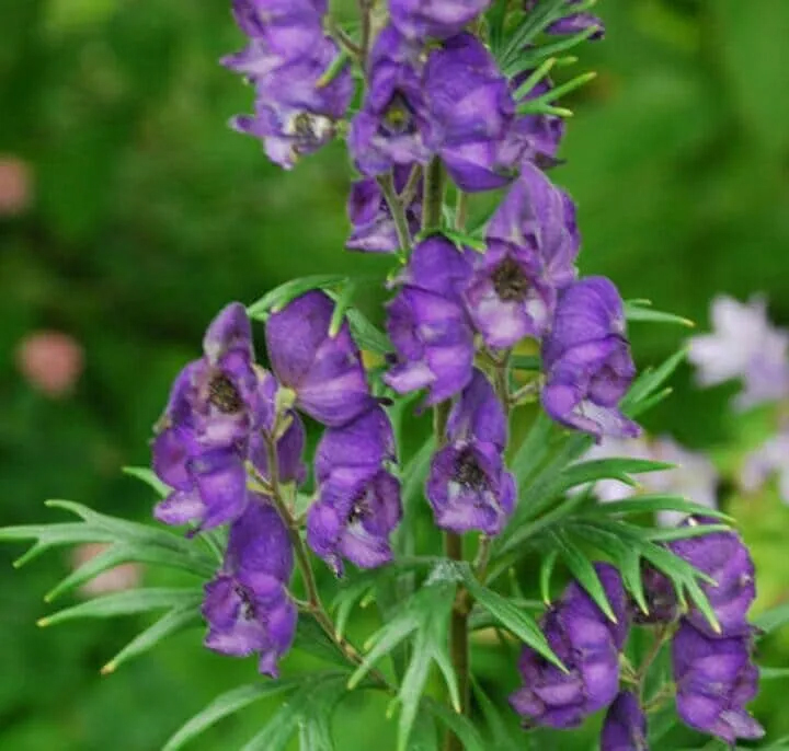 वत्सनाभ का पौधा 