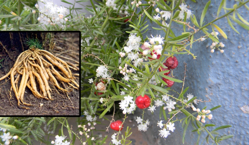 शतावर का पौधा 