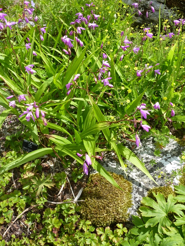 सालमपंजा का पौधा 