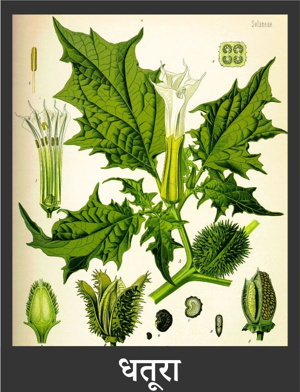 कान में दर्द के घरेलू उपाय | Home Remedies for Ear Pain in Hindi