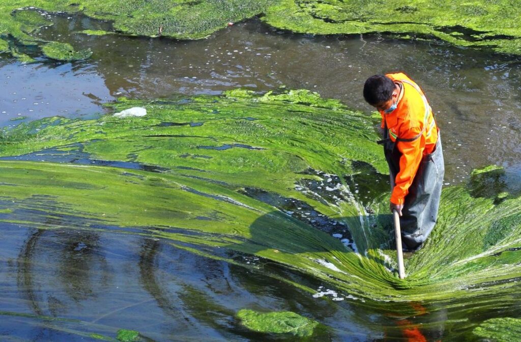 Patanjali Spirulina Capsule Benefits