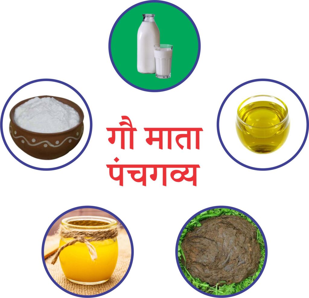 panchgavya पंचगव्य 