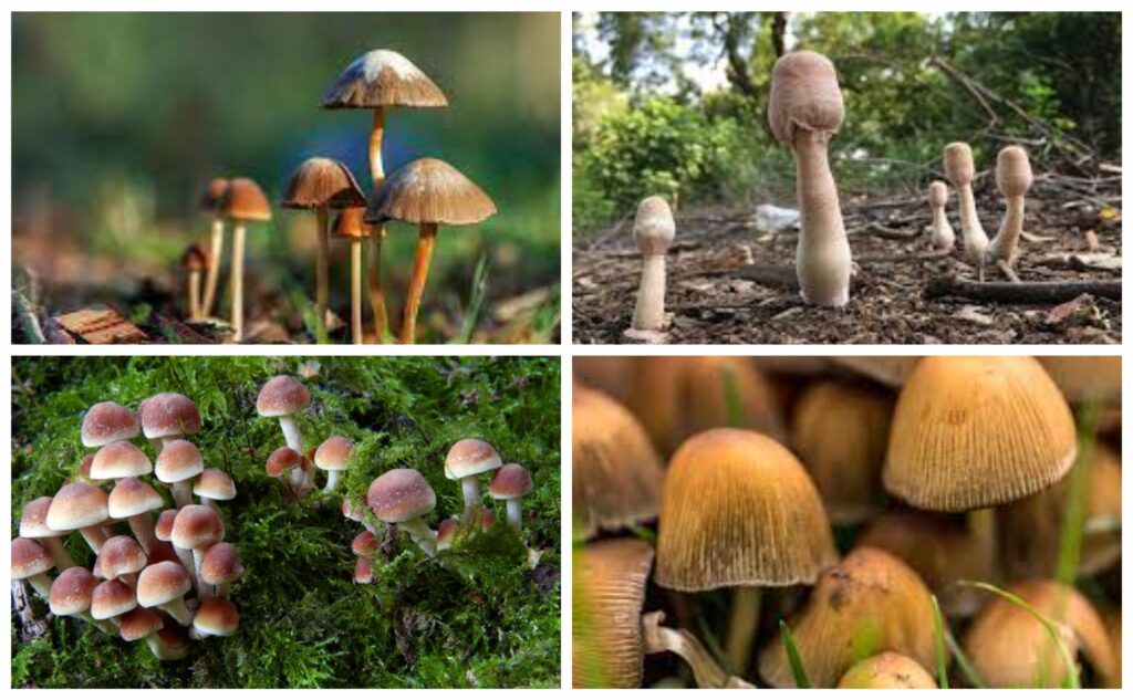 मशरूम के फायदे | सुपरफ़ूड मशरूम से बनेगी सेहत, दूर होंगी बीमारियाँ