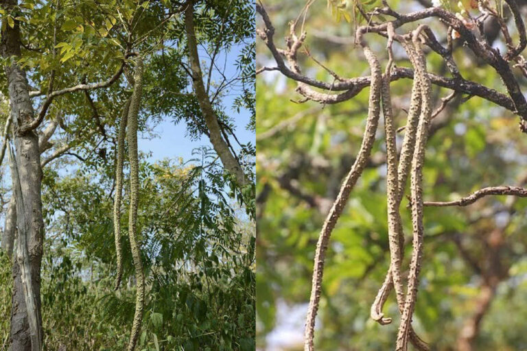 गरुड। वृक्ष की गरुड़ फली