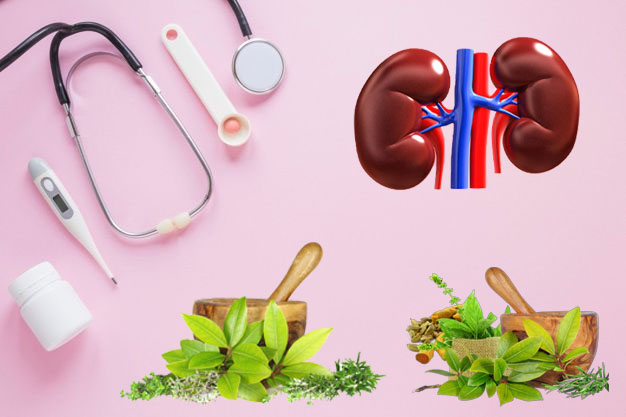 गुर्दे की पथरी के लिए 10 प्रमुख औषधि gurde ki pathri kidney stone